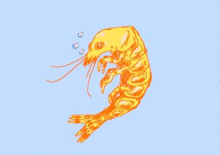 "Untitled (Shrimp)", by moldyteef