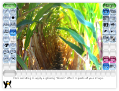 Screenshot of Tux Paint showing a photograph within a cornfield, with the right side much brighter and appearing to glow.