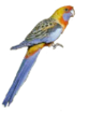 animals/birds/adelaide-rosella.png