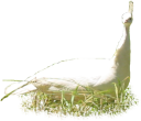 animals/birds/albino_peahen.png