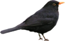 animals/birds/blackbird.png