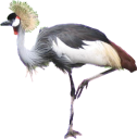 animals/birds/crowned_crane.png