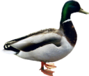 animals/birds/duck.png