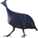 animals/birds/helmeted_guineafowl.png