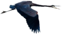 animals/birds/heron_greatblue_flying.png