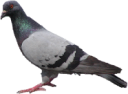 animals/birds/pigeon.png