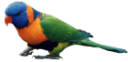 animals/birds/rainbow-lorikeet.png