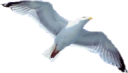 animals/birds/seagull.png