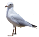 animals/birds/silver-gull.png