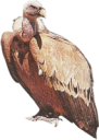 animals/birds/vulture.png