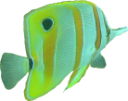 animals/fish/butterflyfish.png