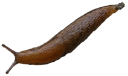 animals/insects/Brown_slug.png