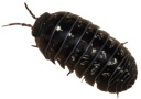 animals/insects/Woodlouse.png