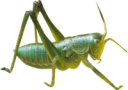 animals/insects/grasshopper.png