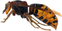 animals/insects/hornet.png