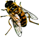 animals/insects/hoverfly.png