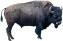 animals/mammals/bovines/bison.png