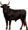 animals/mammals/bovines/bull.png