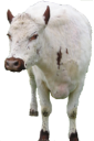 animals/mammals/bovines/cow_white.png