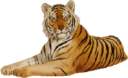 animals/mammals/cats/tiger.png