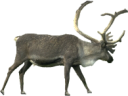 animals/mammals/deer/caribou.png