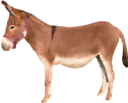 animals/mammals/equines/donkey.png