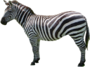 animals/mammals/equines/zebra.png
