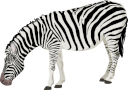 animals/mammals/equines/zebra2.svg