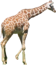 animals/mammals/giraffe.png