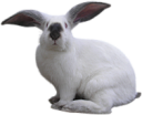 animals/mammals/lagomorphs/rabbit-2.png