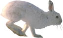 animals/mammals/lagomorphs/rabbit.png