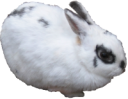 animals/mammals/lagomorphs/rabbit_little.png