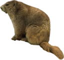 animals/mammals/rodents/marmot.png