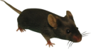 animals/mammals/rodents/mouse.png
