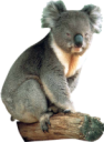 animals/marsupials/koala.png