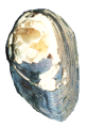 animals/shellfish/murray-mussel.png