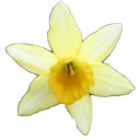 plants/flowers/daffodil.png