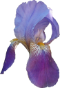 plants/flowers/iris.png