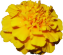 plants/flowers/marigold.png