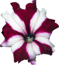 plants/flowers/whitestar-petunia.png