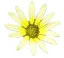 plants/flowers/yellow-flower.png
