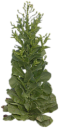 plants/lettuce_bolted.png